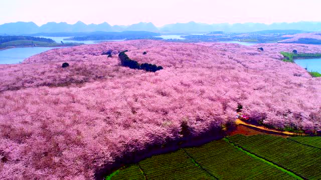 平坝农场樱花园