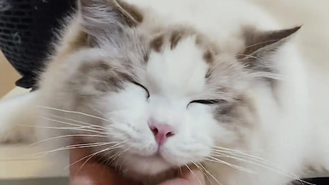 布偶猫被撸到极致,眼睛眯成一条缝!