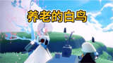 光遇：这个茶真不错 好喝