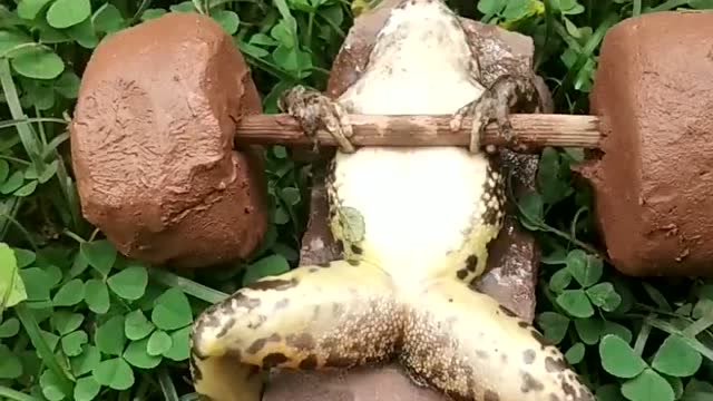 青蛙也开始健身了,是为了更快的捕捉虫子吗也太励志了