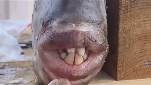 头一回见这么丑的鱼 这嘴巴跟我前男友似的