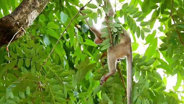 赖皮猴拽着树枝啼哭,肯定是想喝奶的节奏!