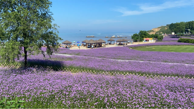 来这里看紫色花海辽宁大连金石滩心悦岛