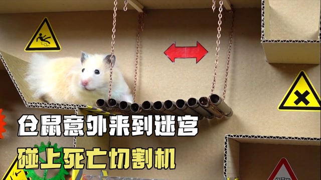 仓鼠意外来到迷宫,碰上障碍陷阱,还遇上死亡切割机#电影hot短视频大赛
