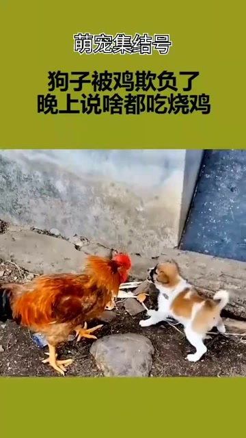 鸡飞狗跳原来是这样形容的!