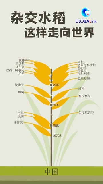 全球连线丨袁隆平的杂交水稻覆盖全球梦这样实现