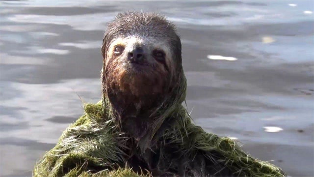 2米,天敌竟然吃不绝?树懒:不要再说我是水猴子了