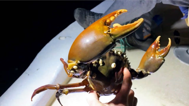 螃蟹全身都长满了藤壶,救援小哥耐心营救,最后结局十分舒适!