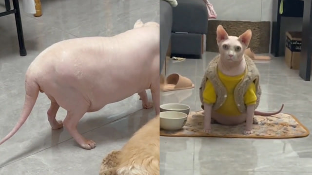 女子养出"猫头猪",发福程度令人吃惊