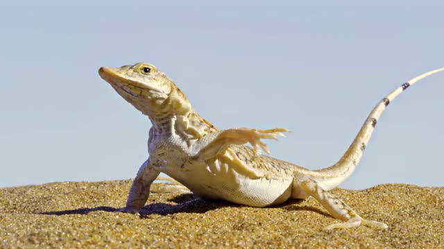 纳米比亚沙漠的温度能融化鞋子 铲吻蜥蜴跳"踢踏舞"避免被烫伤
