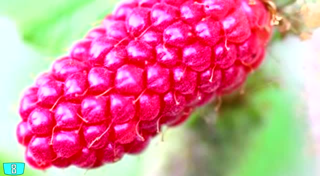 10种常见的杂交水果