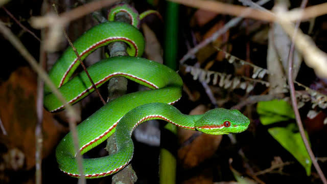 艺高蛇胆大 眼镜蛇树上耍杂技捕杀织布鸟