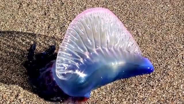 僧帽水母是海洋里最致命的杀手