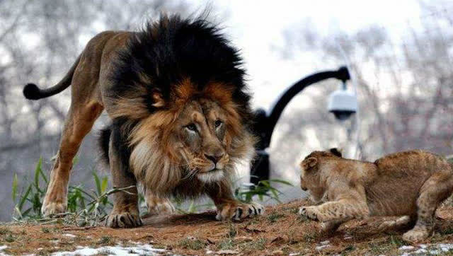 黑美洲豹vs狮子图片