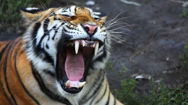 老虎的怒吼比狮子豹子厉害多了,每年有近300人惨死!