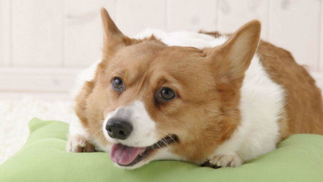 柯基害怕旁边假狗抢自己饭饭,呲牙咧嘴的太逗了