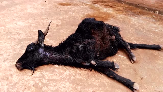 被不明动物咬伤的羊