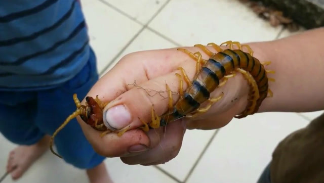 小男孩抓住一条17厘米长的蜈蚣,手腕上也因此而长满红斑!