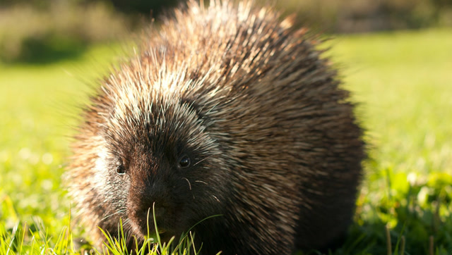 小豪猪也可以当宠物养吗?