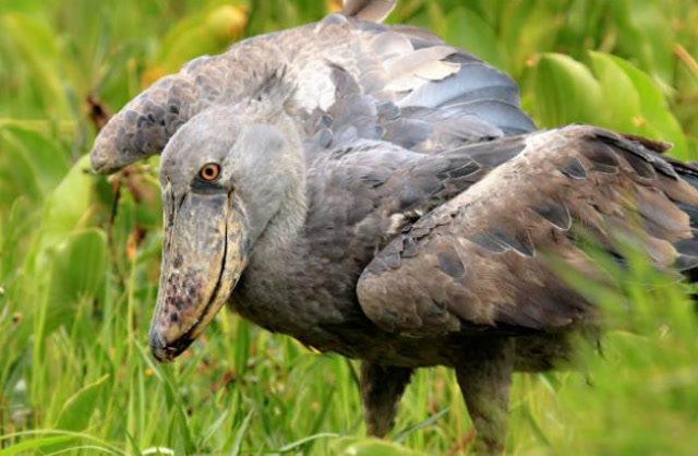 沼泽丛林中的巨型怪鸟,身高1.4米,嘴长23厘米,一口吞下一只小鸟