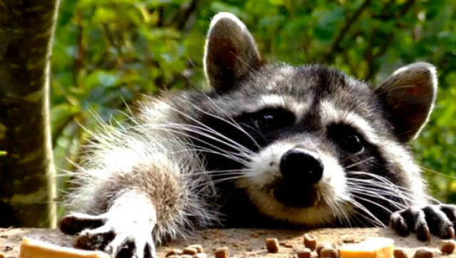 小浣熊和大黄狗和谐的在玩耍搞笑视频 -1