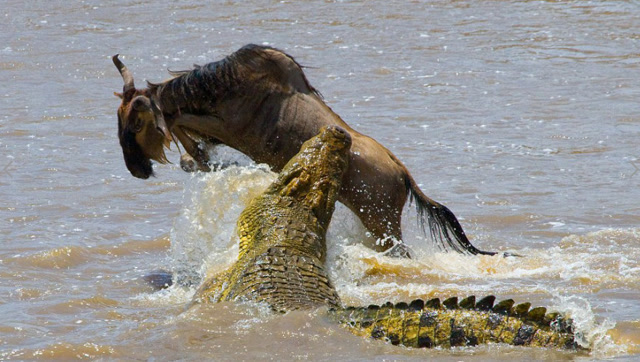角马被鳄鱼偷袭,身后出现长相奇特的猛兽,吓得鳄鱼一身冷汗