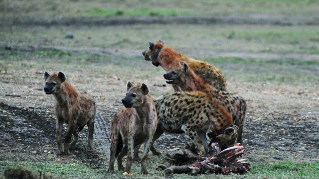 可怜水牛惨遭16只非洲鬣狗掏肛活着就开始吃,最后一幕少见!