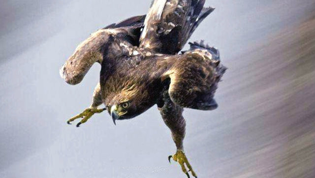 金雕高空俯冲快如闪电,松鼠能否躲过这一劫?结果很意外