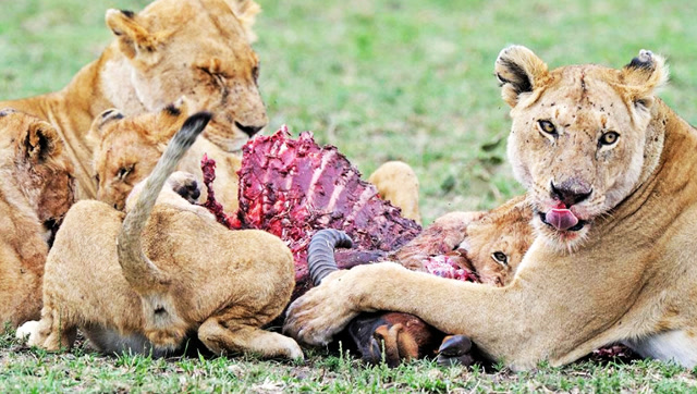 察沃的食人狮图片