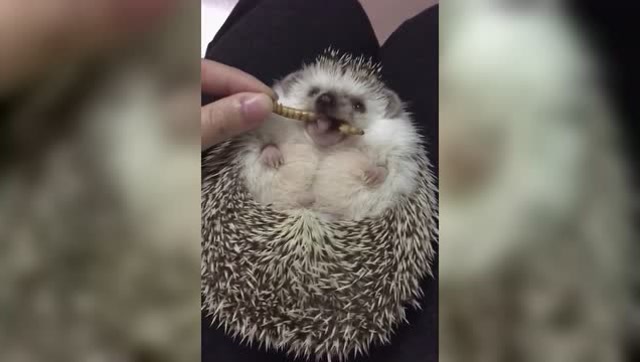 小刺猬吃虫子,小样吃得真香,简直快要被萌化了!