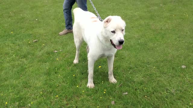 蒙古阿拉拜咬狼犬,美女牵着藏獒都害怕!这气场太强