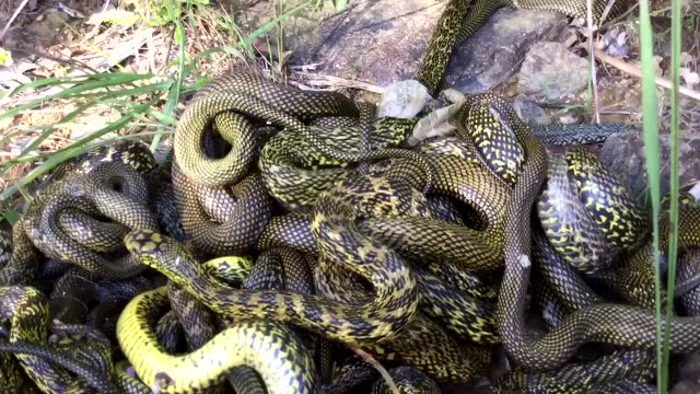 千场放生道场深山老林放蛇2017.8.11下集