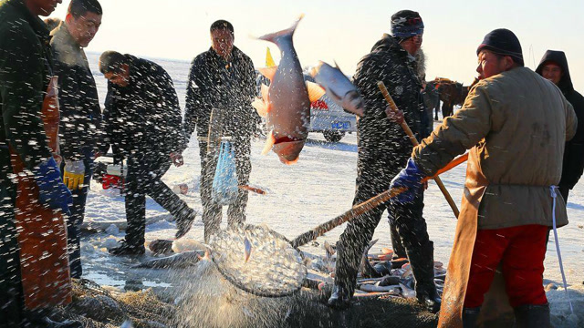 实拍吉林渔民冬季捕鱼,开网"头鱼"竟拍出92万天价
