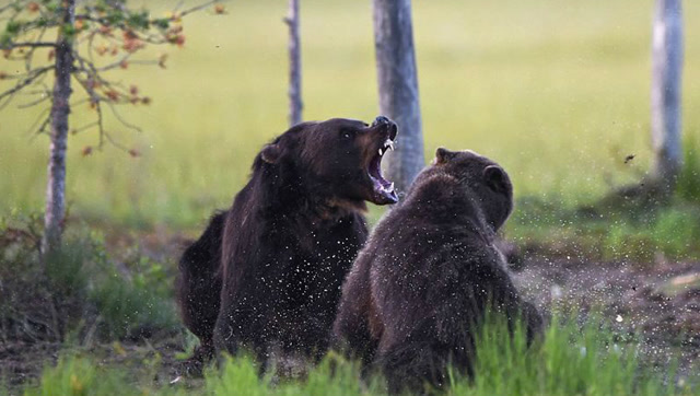 10只野狼大战棕熊,狼群不堪一击,四散逃窜!