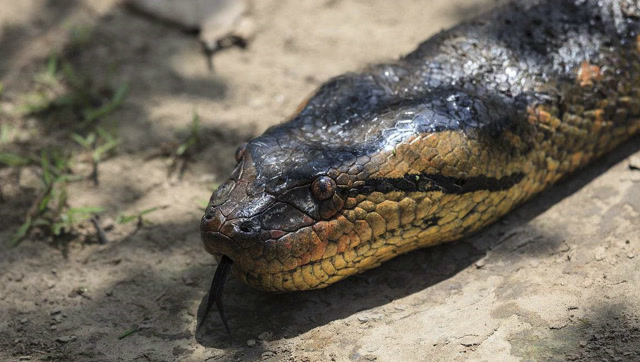 森蚺猎杀一只巨獭,比蟒蛇更强大,不愧是世界上最大蛇类