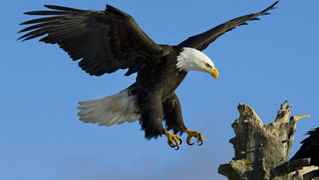 鹰蛇大战,老鹰一爪下去看你往哪里逃!