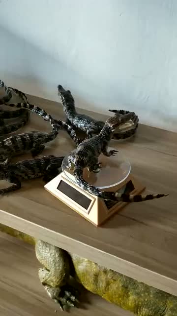 鳄鱼展示标本实拍