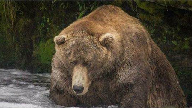 体重400斤的棕熊冲过来的时候,100多斤的我吓得手有点抖