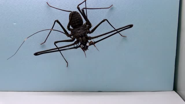 长腿蜘蛛vs蟑螂,蟑螂的结果可想而知