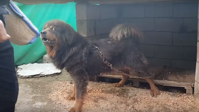 中国的犬王藏獒如今在国外境遇也不好,看这只藏獒的眼神很忧郁