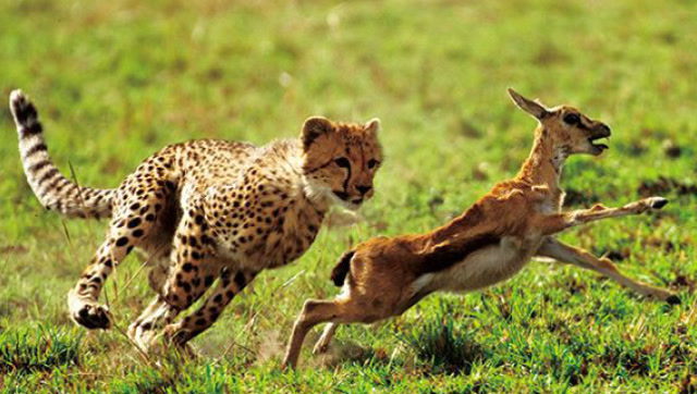豹子捕猎视频,看上的猎物就跑不了,一瞬间就扑到猎物了