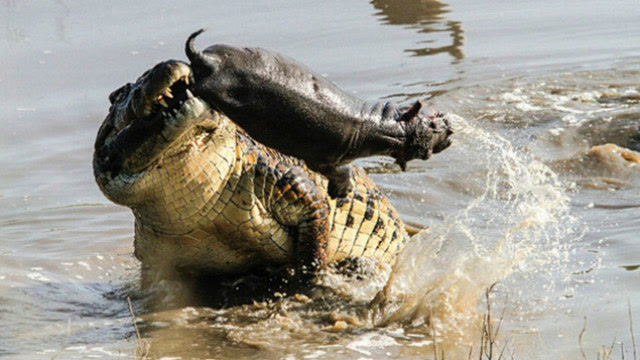 巨鳄猎杀河马,一拖一撤一口咬住左右甩头把河马弄了个稀巴烂!