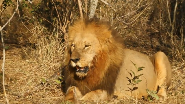 当年令人闻风丧胆的狮王t先生没谁敢挑战它的权威太霸气了