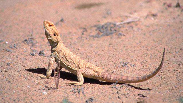 刺尾飞蜥和蝎子共处一个洞穴,蝎子是蜥蜴看守洞穴的宠物
