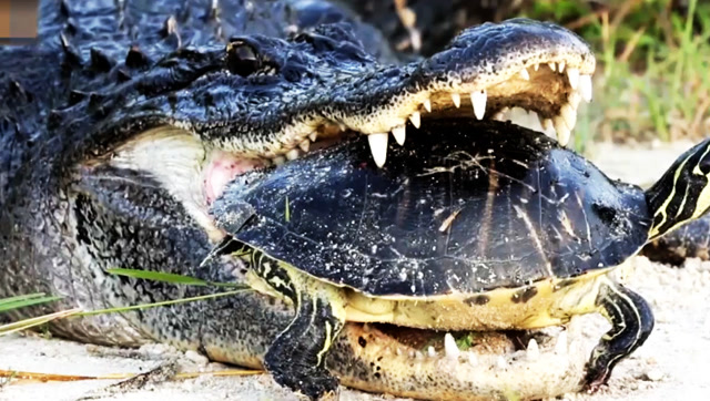 河边巨型鳄鱼被乌龟卡住嘴,用力咬下后结果令人尴尬!