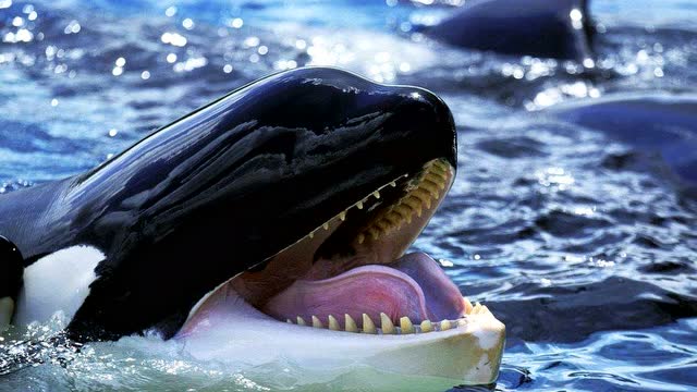 【爸爸妈妈讲故事】虎鲸大战大白鲨