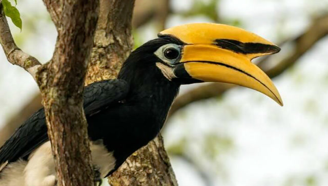 犀鸟捕食蔓蛇,竟然一招秒杀,真牛!
