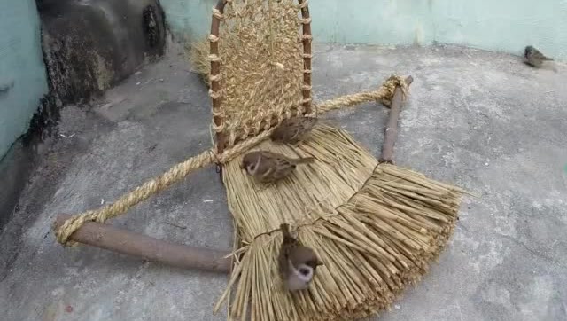 手工达人教你做陷阱捕捉可爱的小麻雀