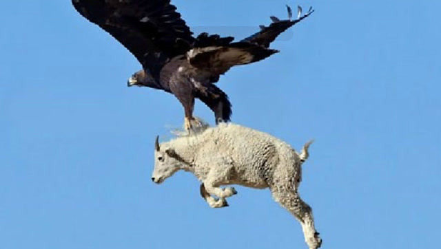 雄鹰展翅俯冲抓猎物,体积比自己大也毫不畏惧
