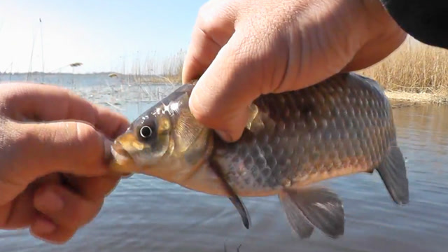 钓鱼:看俄罗斯人钓鲫鱼,总是让人很羡慕